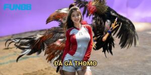 Đá Gà Thomo Fun88 - Trường Gà Uy Tín Số 1