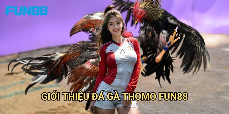 Đá Gà Thomo Fun88 - Trường Gà Uy Tín Số 1 2 Giới Thiệu Đá Gà Thomo Fun88