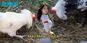 Màu Mạng Đá Gà Fun88 - Bí Mật Của Các Cao Thủ